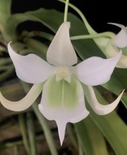 Sobennikoffia robusta - Fragrant Orchid Species - White Pendant Flowers