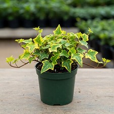 English Ivy Gold Child Hedera Helix Live Plant In 3" Pot Indoor Natural Climber