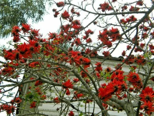Pflanzen, Sämereien & Blumenzwiebeln für Sand-Boden