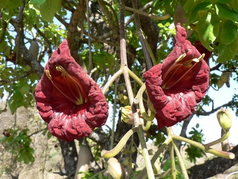 GRANDE 3 feito de Kigelia Africana 100% Natural - Ampliação Masculina 10 Saquinhos de Chá - Imagem 4 de 4