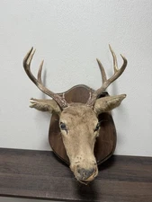 1970s VTG 8 PT WHITETAIL DEER HEAD SHOULDER MOUNT TEXAS TAXIDERMY ON WOOD PLAQUE