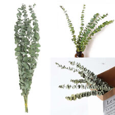 10pcs Natural Dried Flower Eucalyptus Branches Leaves Bouquet Home Decor Tools