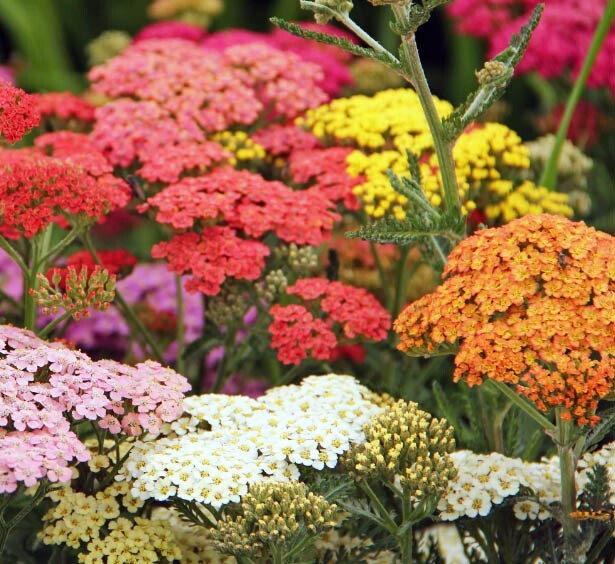 Yarrow COLORADO Mix Perennial Wildflower Xeriscaping Non-GMO