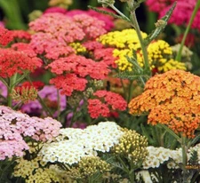 Yarrow COLORADO Mix Perennial Wildflower Xeriscaping Non-GMO 200 Seeds