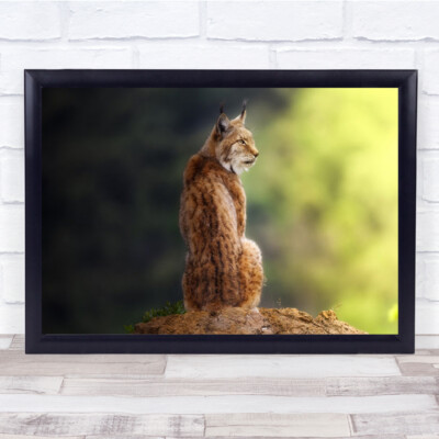 Kleiner großer Katzenluchs Tier Bokeh Wald Spanien Wandbild Kunstdruck