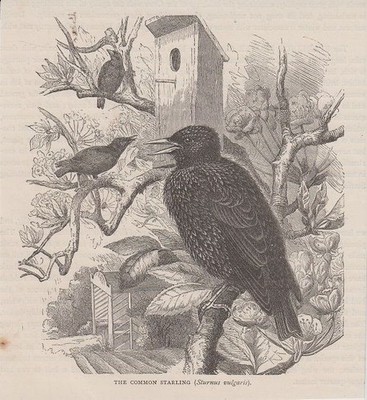 Orig. Holzstich: The common starling. Sturnus vulgaris.