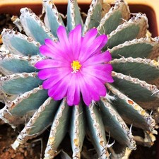 Geohintonia mexicana 50 SEEDS - - SEMI Geohintonia mexicana | Cactus geohinton