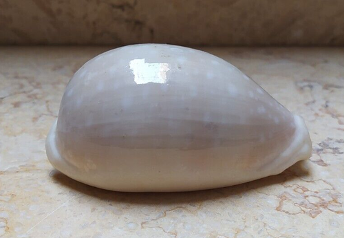 Cypraea camelopardalis wow laeg yhuge size superb lyncina red sea shell 86mm F++ - Picture 11 of 13