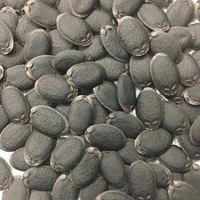 Heirloom Luffa SEEDS Vegetable Loofah Gourd Sponge Dishcloth USA Florida Grown