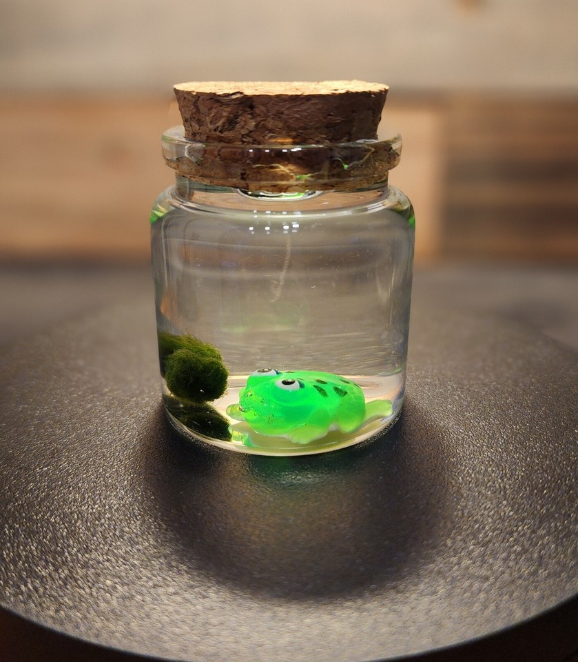 CUTE Frog Mini Terrarium, Two Live Marimo Moss Balls, Ecosphere, DIY