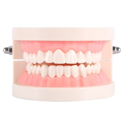 1pc Pvc Dental Teaching Study Standard Model Demonstration Lehren Zä CU
