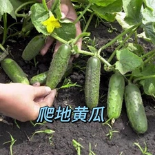 " Ship From US" 10 cucumber Seeds  强雌 黄瓜新种子