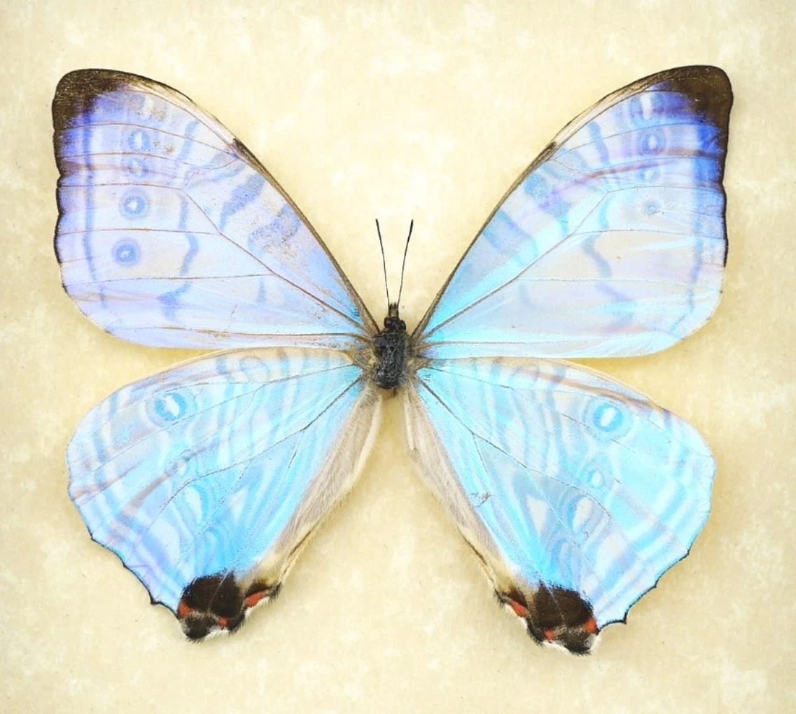 Morpho for sale | eBay