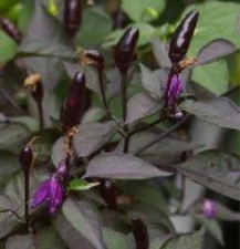 25  seeds Royal Black hot pepper garden planting spicy food
