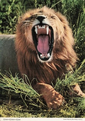 Lion Roaring Photo Postcard John Hinde Africa Wildlife Eisenhower Stamp Posted