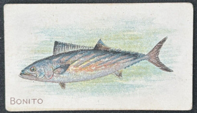 Piedmont Cigarette Trade Card Tobacianna  Fish Series 1-100 Bonito Card