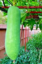 40+  Special Organic Huge Wax Gourd Fuzzy Winter Melon Seeds(2023)