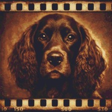 Field Spaniel Puppy Dog Echoes on Film Counted Cross Stitch