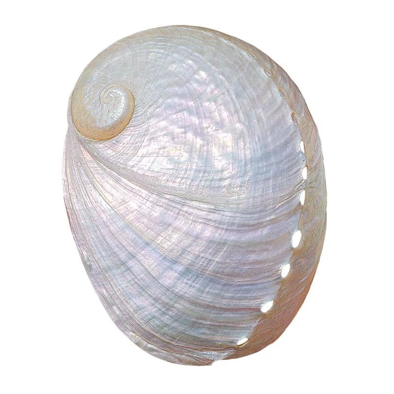 7-9Cm Natural Large Sea Shell Home Decor Jewelry Props Photography Aquarium 1Pc - Image 2 of 4