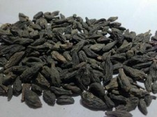 HARITAKI BLACK chebulic myrobalan Terminalia chebula kali choti harad -100gm