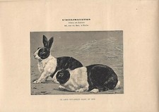 Stampa antica CONIGLIO DI RAZZA OLANDESE BIANCO NERO 1890 Antique print rabbits