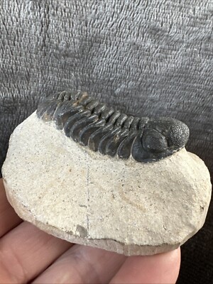 Trilobite Phacops Middle Devonian Period Very Good Quality