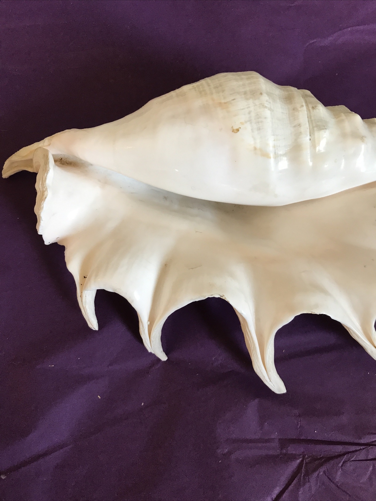 extra large sea shells eBay