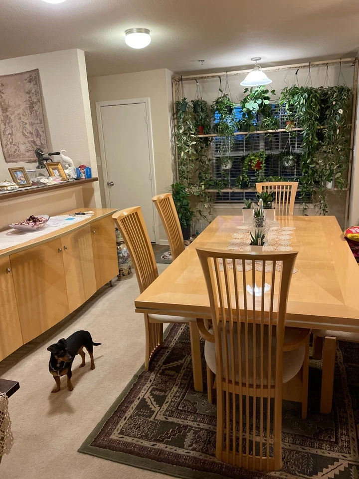 JUEGO DE COMEDOR PIETRO COSTANTINI/ALF ITALIA ASPECTO DE ARCE TIGRE LACADO ALTO BRILLO Foto 2 de 4