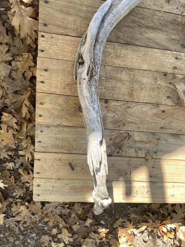 All-Natural manzanita driftwood , 27” branch for Reptiles, Birds, or Fishtank  - Image 4 of 4