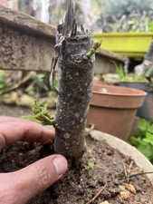 Bonsai Fico comune "Ficus carica" pianta In Vaso  Uguale Alla Foto