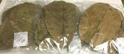 30 Seemandelbaumblätter 15cm - 20cm Top Qualität Catappa Leaves #Lagerräumung# - Bild 1 von 3