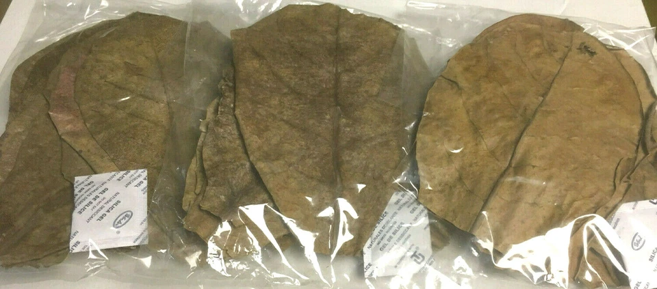 CATAPPA-LEAVES 30 Seemandelbaumblätter 15cm - 20cm Top Qualität Catappa Leaves #Lagerräumung#