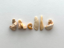 SHELLS Beach Seashells Letter Word Sign Natural Shaped Shell Fragment Craft USA