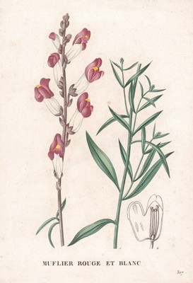 Antirrhinum majus Muflier Rouge flower Botanic engraving Saint-Hilaire