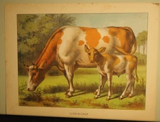 COW WITH CALF IN PASTURE ANTIQUE FARM ANIMALS LITHOGRAPH ART PRINT 1881