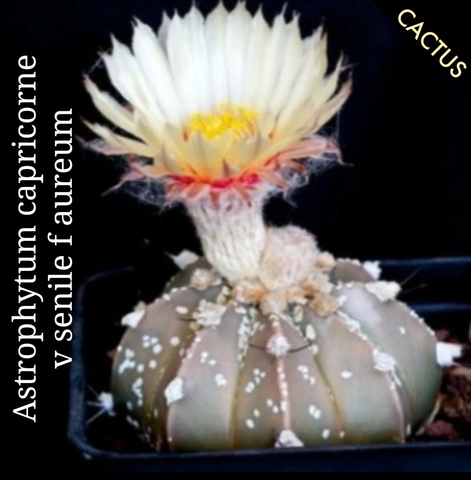  Astrophytum capricorne v senile f aureum  10 x Seeds STAR CACTUS CACTI Tracking - Image 4 of 4