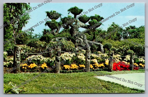 Vintage Postcard The Shangri-La Tree at Cypress Gardens Florida