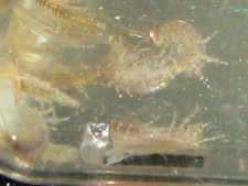 LIVE COMBO PACK : Amphipods Tisbe Copepods Live Phyto . Feed coral Reef.