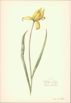 Wilde Tulpe - Tulipa silvestris. Druck nach Aquarell von Elsa M. Felsko. Offsetd