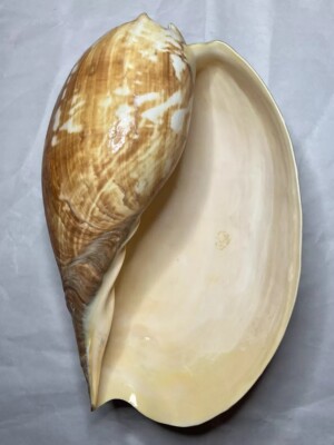 Giant Diadem Volute / 11  Melo amphora Seashell / Natural Mollusk Snail Shell