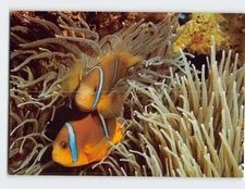 Postcard Clown Fish & Giant Sea Anemone