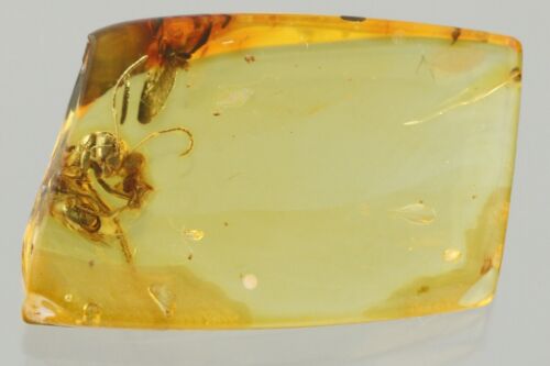 ACTION Fighting ANT & SPIDER Fossil Genuine BALTIC AMBER + HQ Pic 240129 - Picture 7 of 7