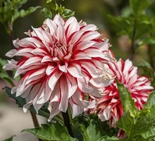 1 - SANTA CLAUS Giant Dinnerplate Dahlia Flower Bulb Tuber Cluster * U S Seller