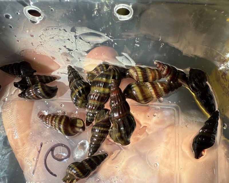 🐌 5 Live Assassin Snails (Clea Helena)–Freshwater Pest Control – USA Tank Bred
