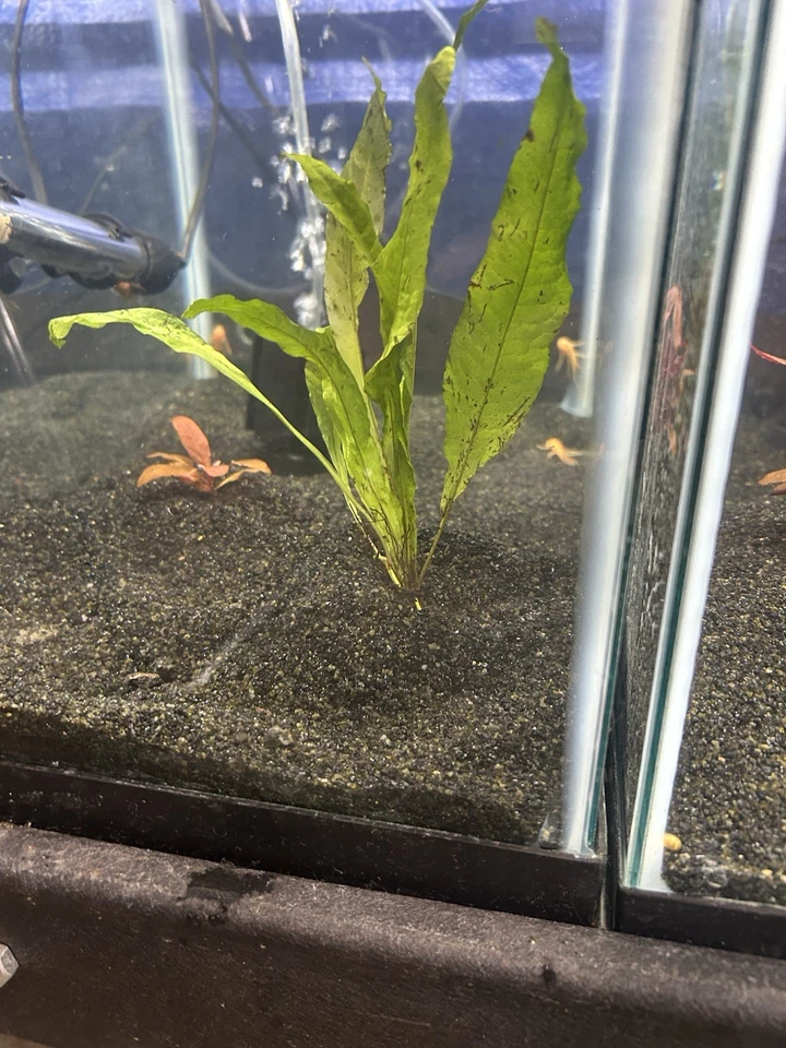 Java Fern Microsorum 7”+   - Image 2 of 4