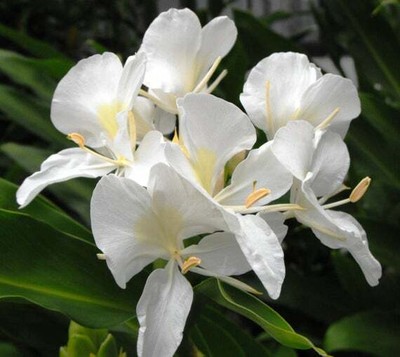 Ginger Lily Absolute Hedychium Coronarium Undiluted And Pure 1 2 Fl Oz Ebay