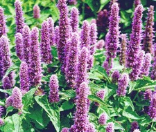 AGASTACHE GIANT HYSSOP LAVENDER BLUE Agastache Mexicana - 220 Bulk Seeds