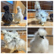 3 Silkie Chicken Hatching Eggs (NPIP Certified)