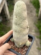 Pseudolithos migiurtinus Succulent cactus Garden flowering Plants WYSIWYG 13.5CM