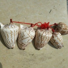 1x Naturale Conchiglia Corno Piffero Mare Snail Giocattolo Novità Gift Strumento
